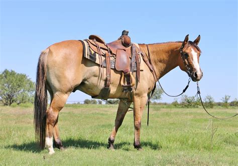 2022 Breeding Fee 20,000. . Peptoboonsmal horses for sale